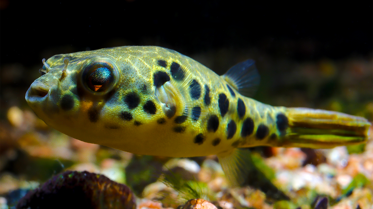 Congo Spotted Puffers: Small Size, Big Personality! – Steenfott 