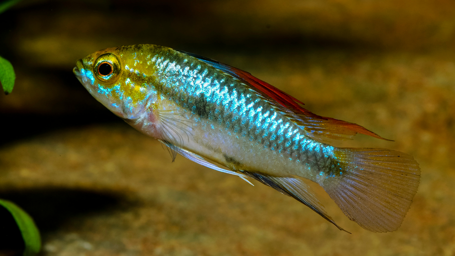 Apistogramma trifasciata: A Comprehensive Guide