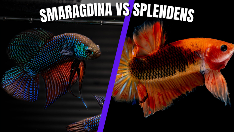 Battle of the Bettas: Betta splendens vs. Betta smaragdina – Which One Reigns Supreme?