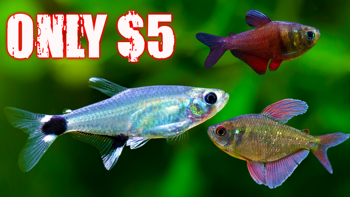 6 Beautiful Yet Lesser-Known Tetras for Your Aquarium Under $5