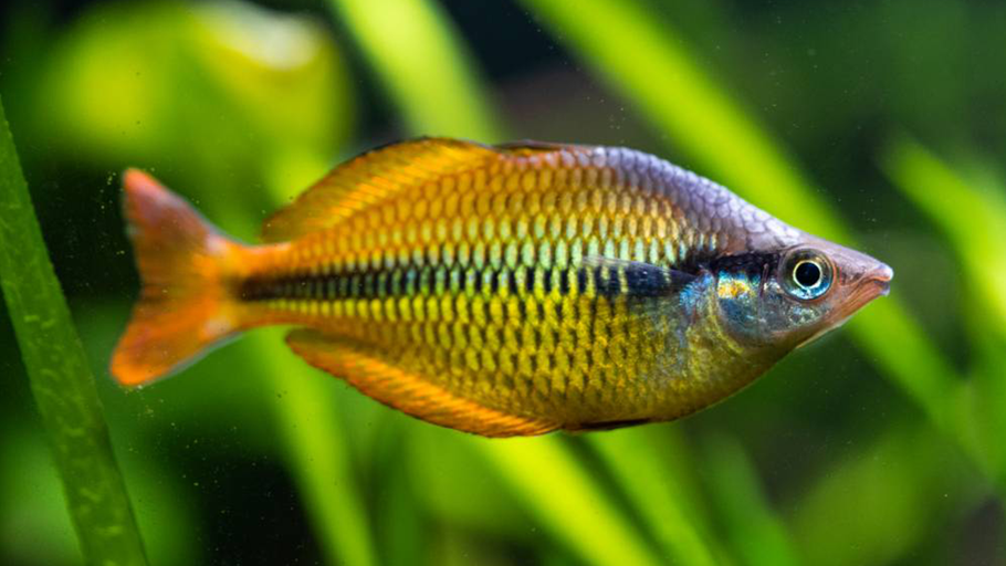 Yellow Rainbowfish: A Comprehensive Guide