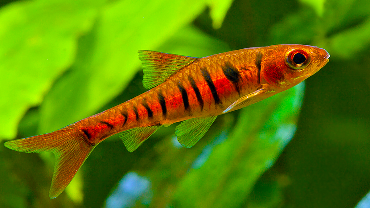 Barbus fasciolatus: A Comprehensive Guide - African Banded Barb ...