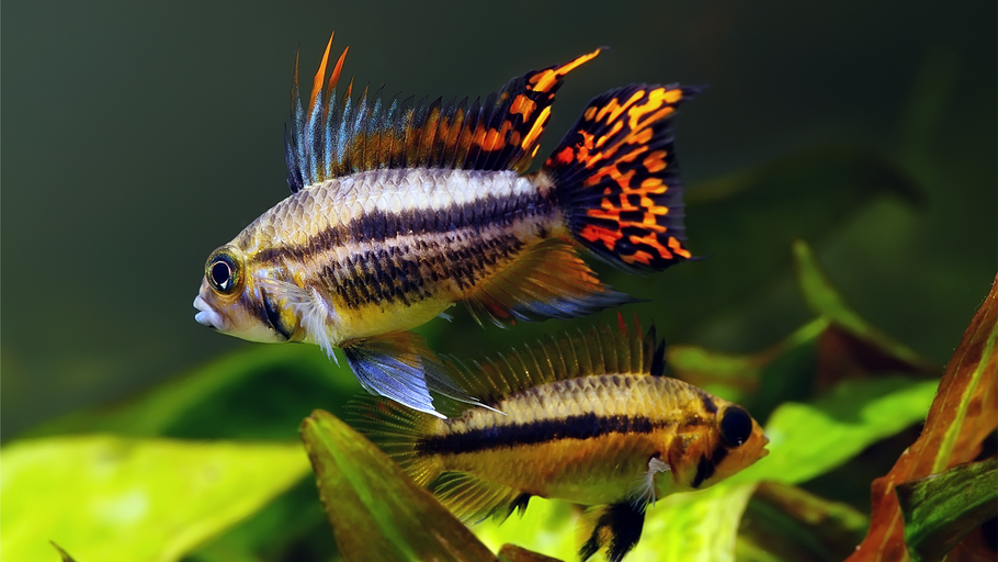 Apistogramma cacatuoides: A Comprehensive Guide