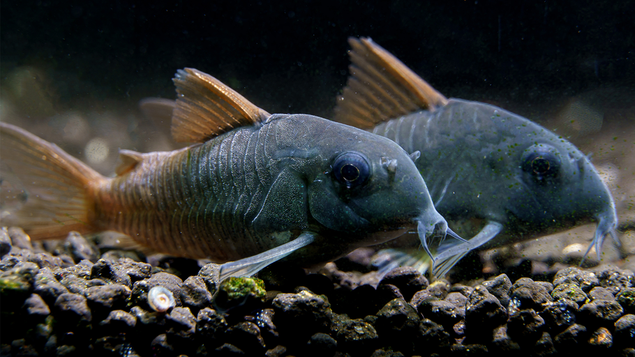 Corydoras concolor: A Comprehensive Guide