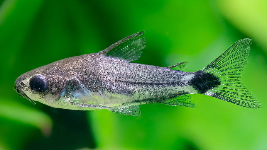 Corydoras hastatus: A Comprehensive Guide