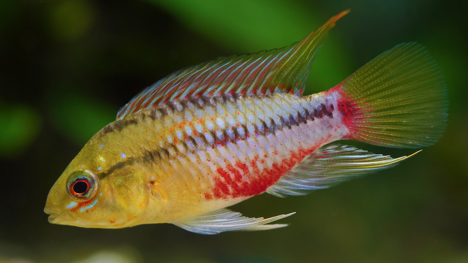 Apistogramma hongsloi: A Comprehensive Guide