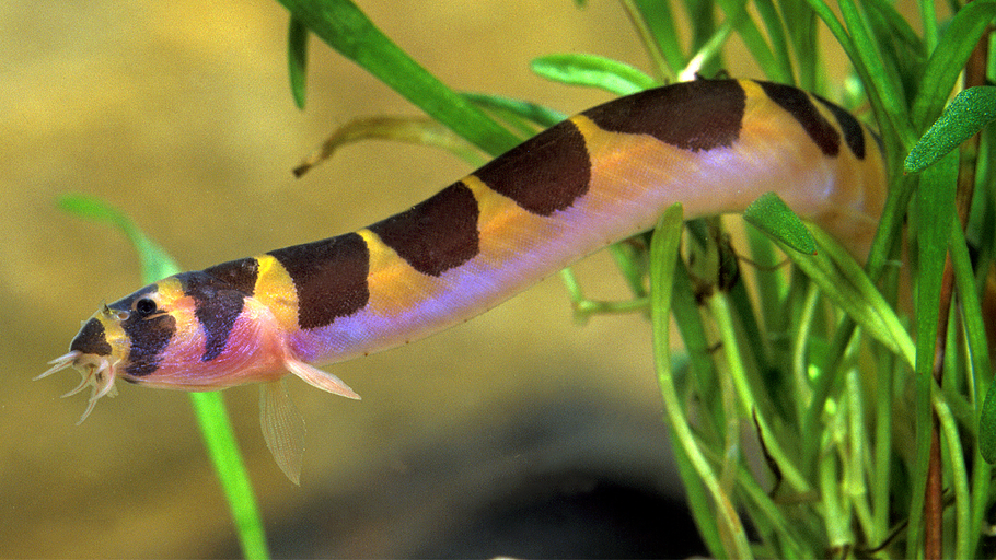 Kuhli Loaches: A Comprehensive Guide