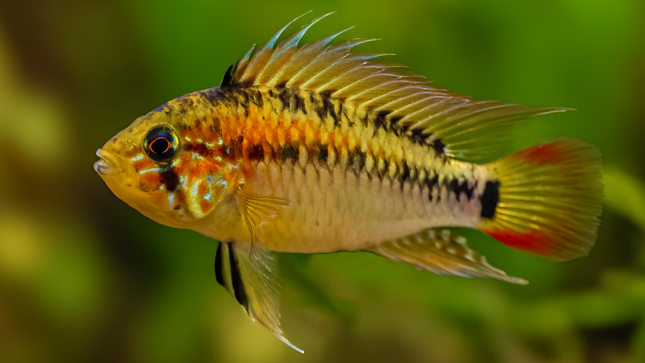 Apistogramma macmasteri: A Comprehensive Guide