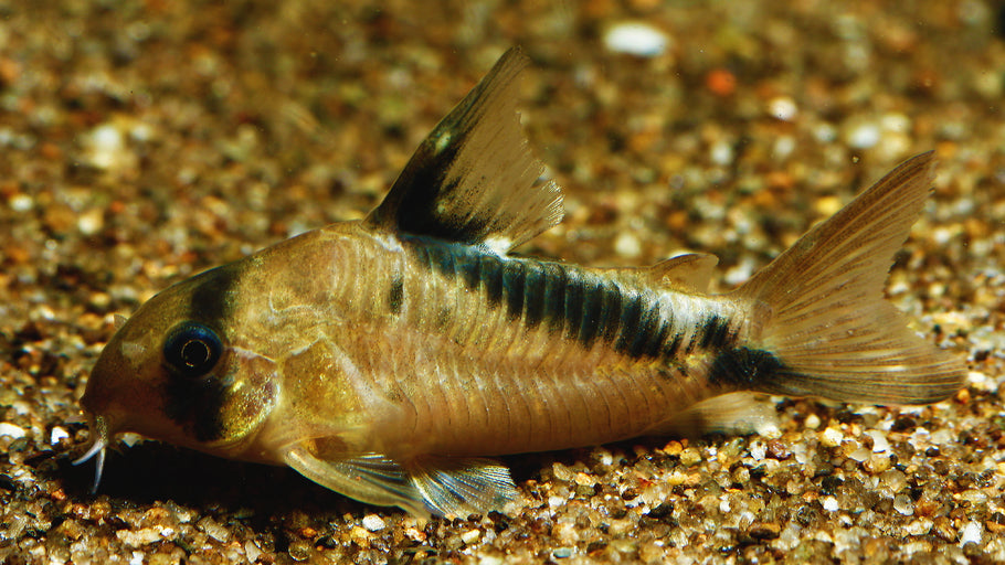 A Beginner's Guide to Keeping and Caring for Corydoras Melini