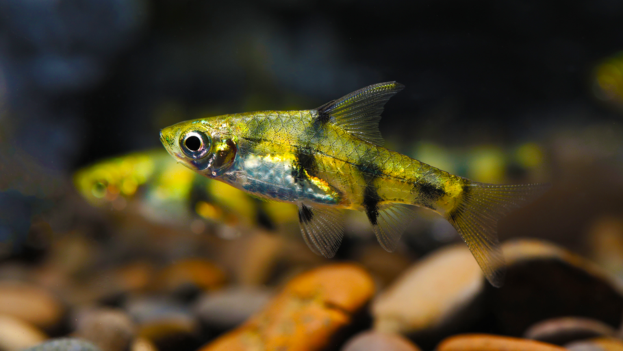 Pethia gelius: A Comprehensive Guide - Golden Dwarf Barb