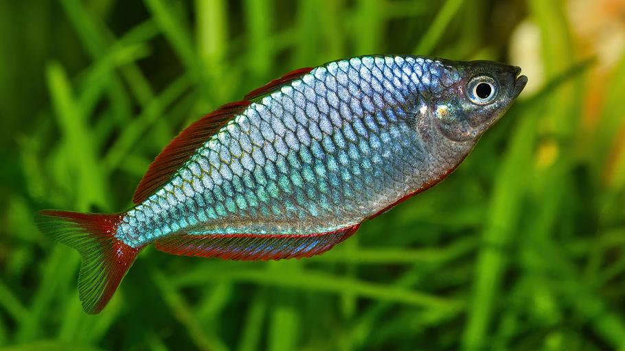 Praecox Rainbowfish: A Comprehensive Guide