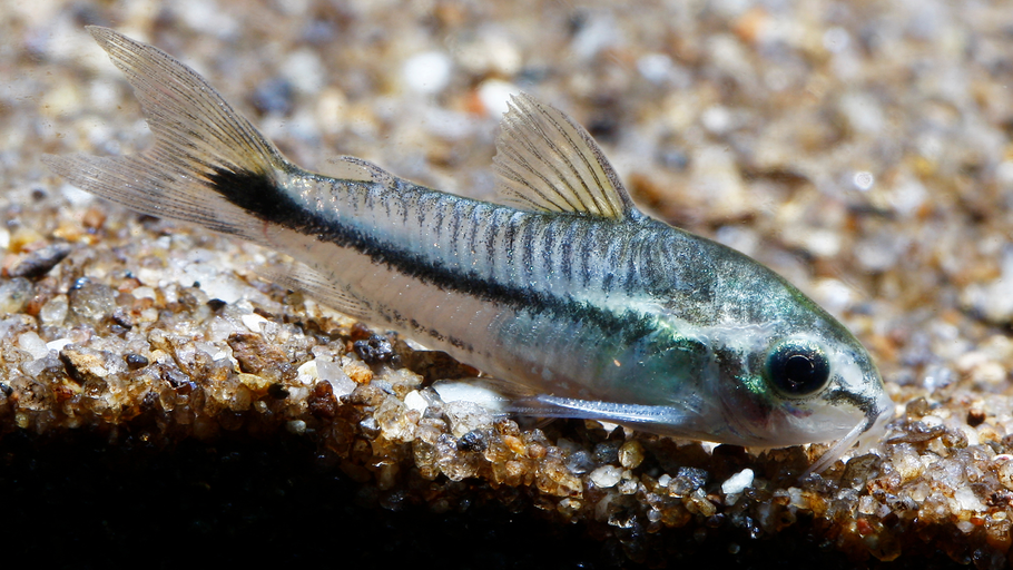 Corydoras pygmaeus: A Comprehensive Guide