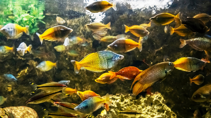 Top 5 Best Beginner Rainbow Fish: A Guide for New Fish Keepers