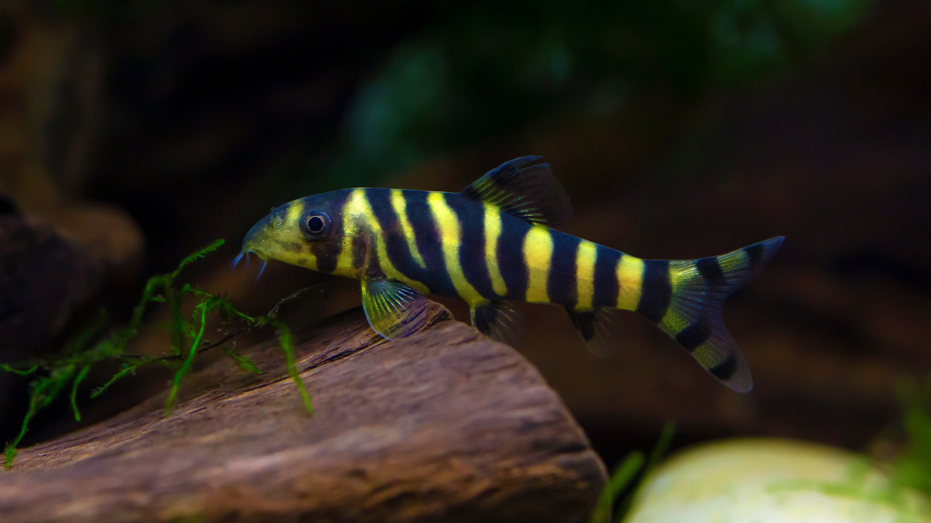 Freshwater fashion loach fish