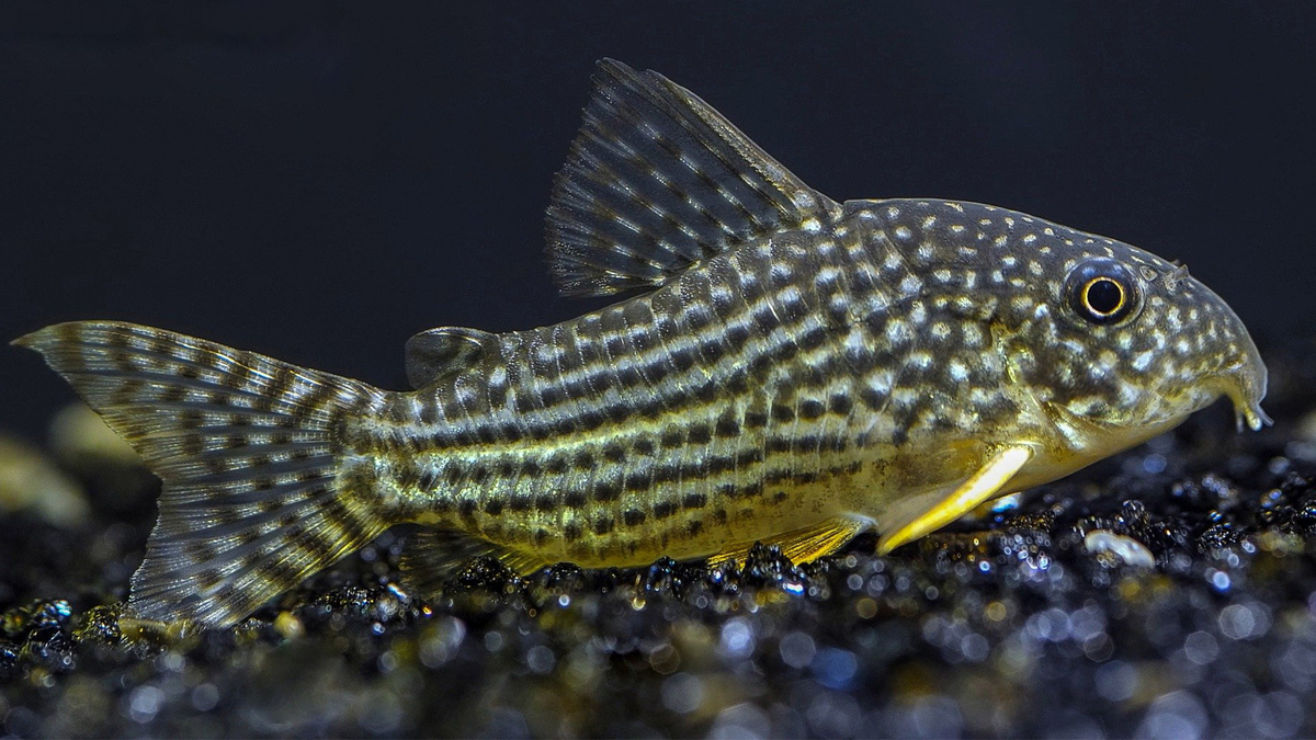 Corydoras sterbai: A Comprehensive Guide – Steenfott Aquatics